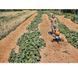 Культиватор Stihl MH600 арт:62500113918 62500113918 фото 5
